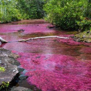 Caño Cristales 4 días